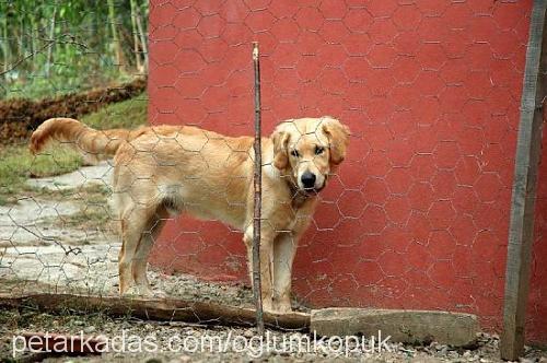 köpük Erkek Golden Retriever