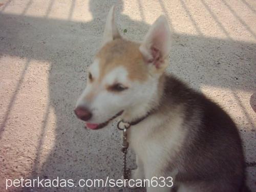 cesi Dişi Sibirya Kurdu (Husky)