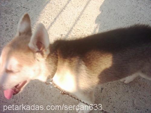 cesi Dişi Sibirya Kurdu (Husky)