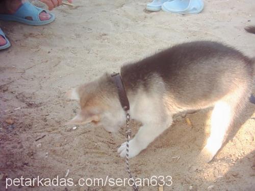 cesi Dişi Sibirya Kurdu (Husky)