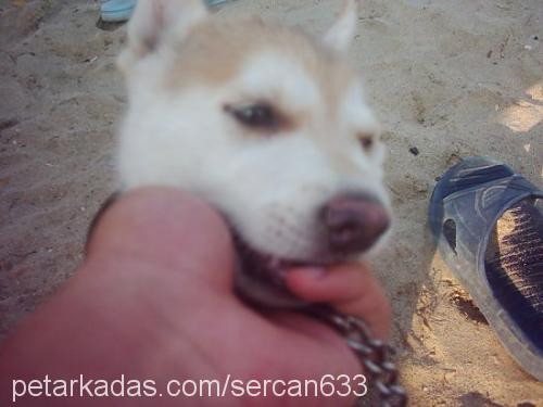 cesi Dişi Sibirya Kurdu (Husky)