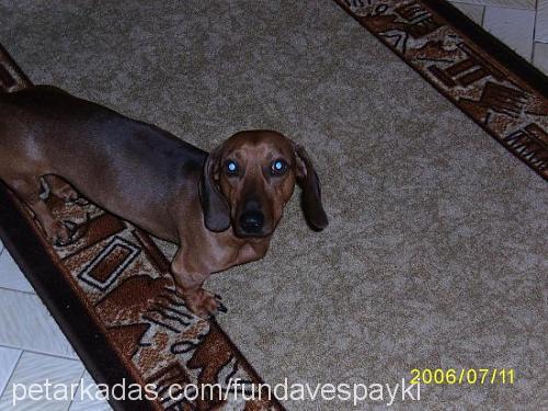 sparky Erkek Dachshund