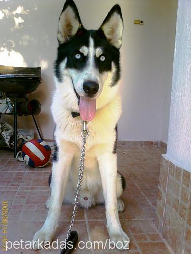 boz Erkek Alaskan Malamute