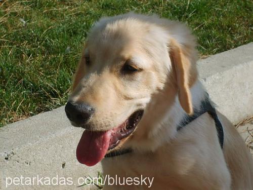 ıce Erkek Golden Retriever