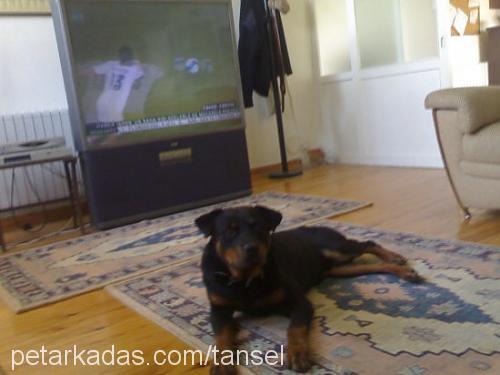 haydut Erkek Rottweiler