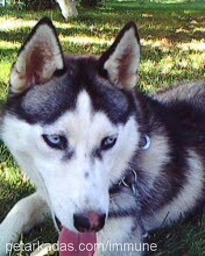 daisy Dişi Sibirya Kurdu (Husky)