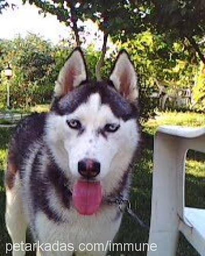 daisy Dişi Sibirya Kurdu (Husky)