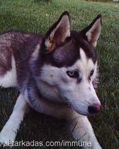 daisy Dişi Sibirya Kurdu (Husky)