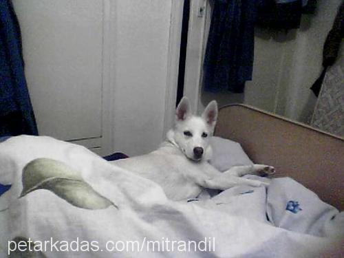 ıce Dişi Sibirya Kurdu (Husky)