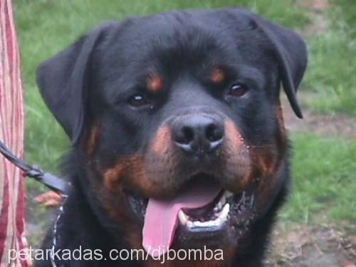 efe Erkek Rottweiler