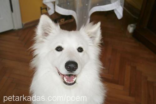 ray Erkek Samoyed