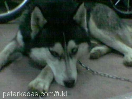 rexx Erkek Sibirya Kurdu (Husky)