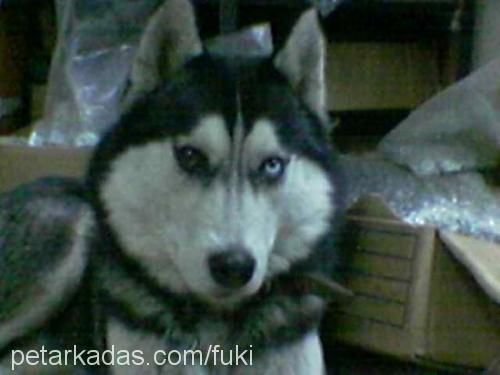 rexx Erkek Sibirya Kurdu (Husky)