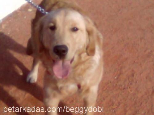 dobi Erkek Golden Retriever