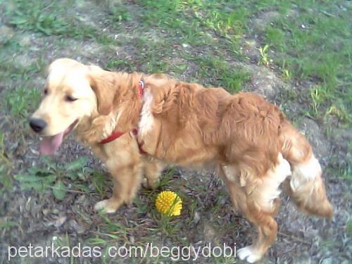 dobi Erkek Golden Retriever