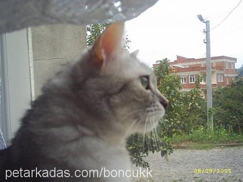 boncuk Dişi Tekir Kedi