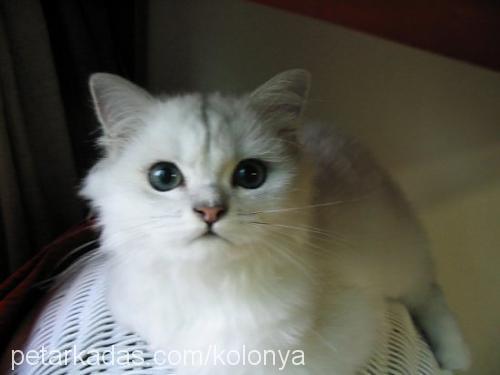 menekşe Dişi Ankara Kedisi (Angora)