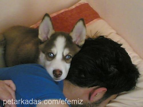 efe Erkek Sibirya Kurdu (Husky)