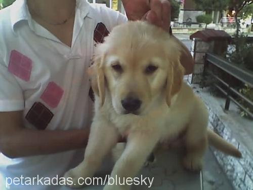 ıce Erkek Golden Retriever