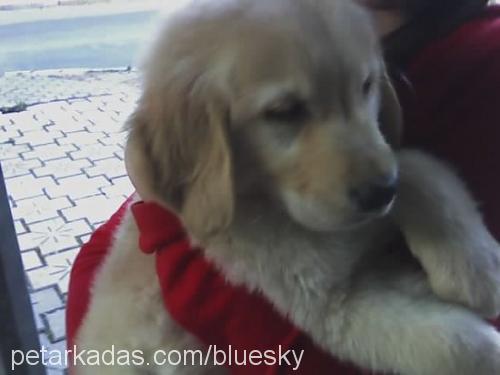 ıce Erkek Golden Retriever