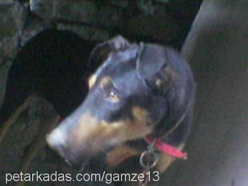 ice Dişi Doberman Pinscher