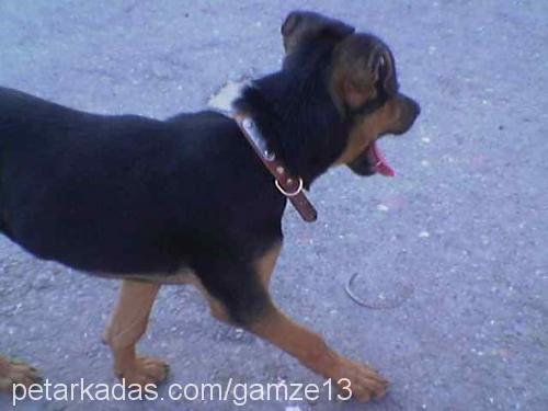 korsan Erkek Doberman Pinscher