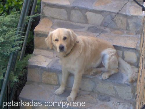 dante Erkek Golden Retriever