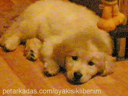 boby Erkek Golden Retriever