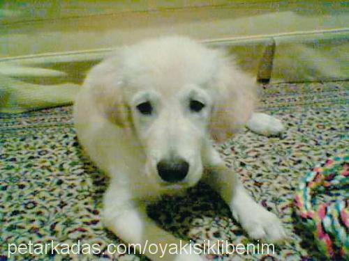 boby Erkek Golden Retriever