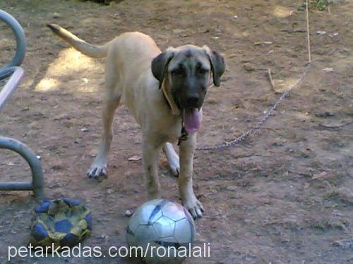 mondi Erkek Kangal