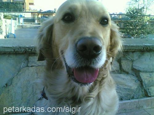 uslu Erkek Golden Retriever