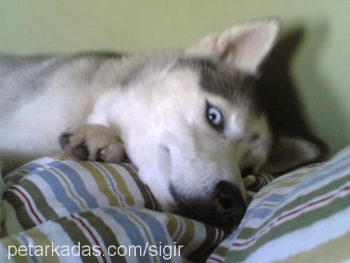 cadı Dişi Sibirya Kurdu (Husky)