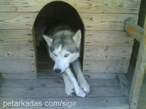 cadı Dişi Sibirya Kurdu (Husky)