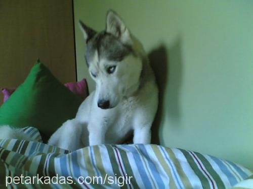 cadı Dişi Sibirya Kurdu (Husky)