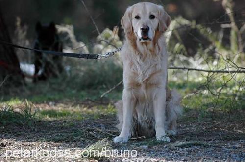 bruno Erkek Golden Retriever