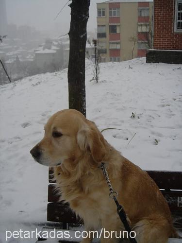 bruno Erkek Golden Retriever