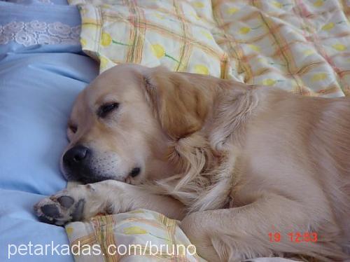 bruno Erkek Golden Retriever