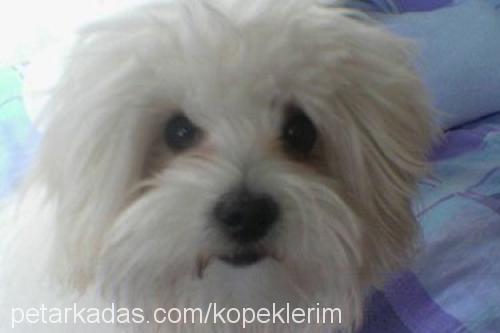 kuki Erkek West Highland White Terrier