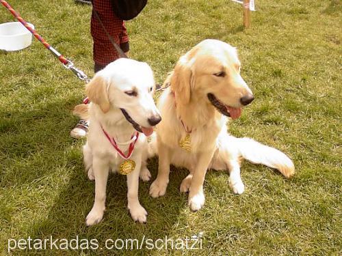 schatzi Dişi Golden Retriever