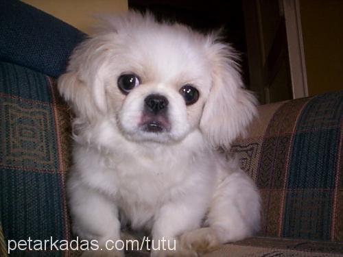 pirenses Dişi Pekingese