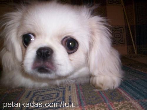 pirenses Dişi Pekingese