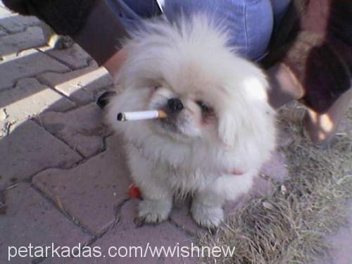 bıcır Erkek Pekingese