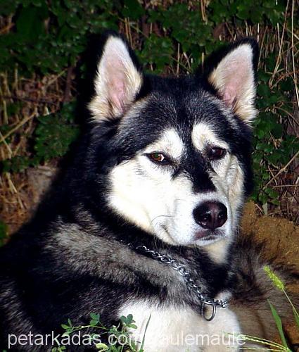 turav.louisx Erkek Alaskan Malamute