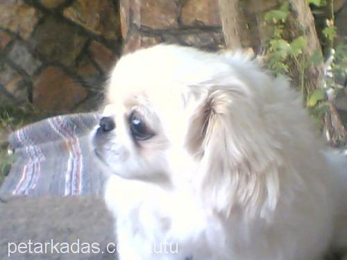 pirenses Dişi Pekingese