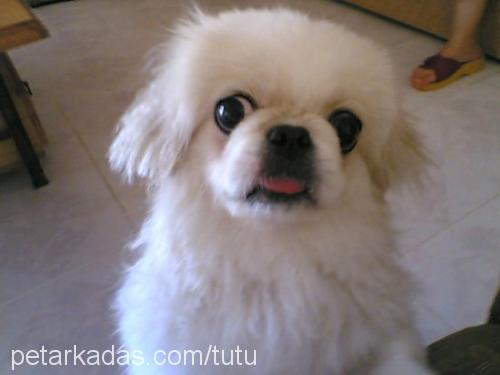 pirenses Dişi Pekingese