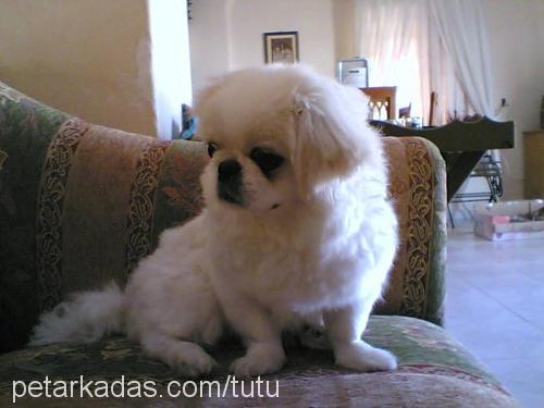 pirenses Dişi Pekingese