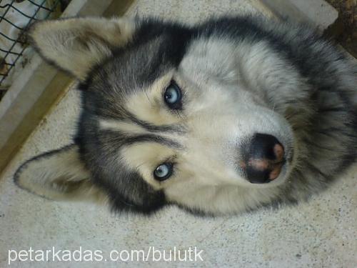 bulut Erkek Sibirya Kurdu (Husky)