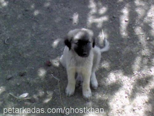 muddy Erkek Kangal