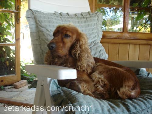 kopil Erkek İngiliz Cocker Spaniel