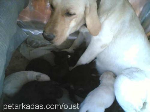 Rondo Dişi Labrador Retriever